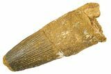 Fossil Spinosaurus Tooth - Feeding Worn Tip #344513-1
